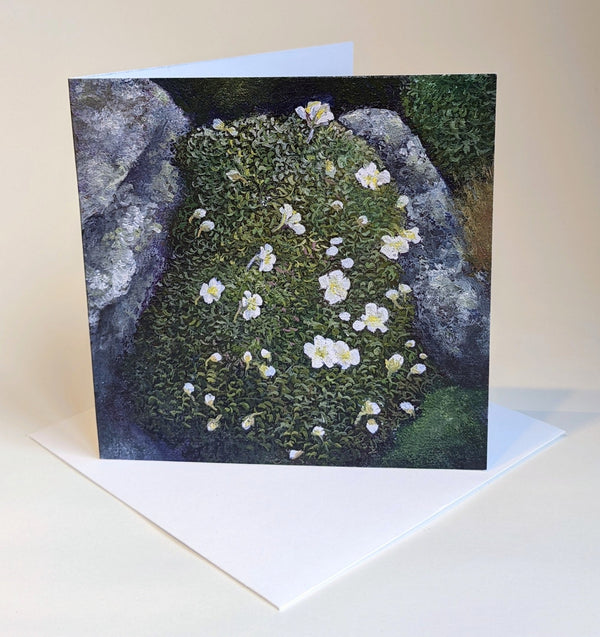 I love the little alpine plants that grow above treeline in the White Mountains of New Hampshire. Here's a little "cushion" of Diapensia lapponica, which grows slowly but sturdily in the cracks and corners of the rocks. Square 5"x5" greeting cards on archival felted cardstock. Envelopes included.