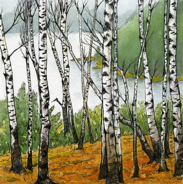 I painted these beautiful lakeside birches on a cloudy, misty day deep in the woods of Maine. Like many people, I love birches for the way they stand out in the forest; their white bark glowing, even when the sun's not out. Square 5"x5" greeting cards on high quality archival felted cardstock. Certified by the Forest Stewardship Council. Envelopes are included.