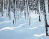 Winter scene with snow-covered trees in a forest