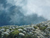 Dramatic mountainside oil painting captures the beauty of mid-day light in the White Mountains.  Scorching white sunlight illuminates rocks, contrasting with dark clouds and alpine sedge.  Perfect for any home or office, this painting captures the thrill of hiking above treeline in the White Mountains.  18x24 inch oil on panel, framed and signed by artist, wired and ready to hang.