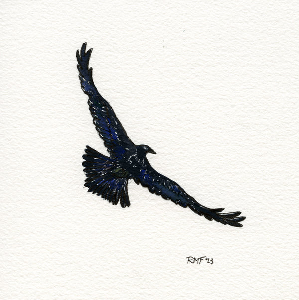 "soaring raven" watercolor and ink on paper, 5x5 inch doodle