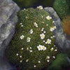 I love the little alpine plants that grow above treeline in the White Mountains of New Hampshire. Here's a little "cushion" of Diapensia lapponica, which grows slowly but sturdily in the cracks and corners of the rocks. Square 5"x5" greeting cards on archival felted cardstock. Envelopes included.