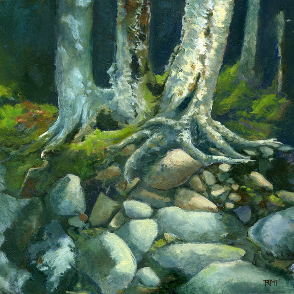 "Riverbank Boulders" is a 10 by 10 inch oil painting on panel by Rebecca M. Fullerton, depicting riverbank rocks and the roots of birch and hardwood trees climbing down over them. Sunlight strikes green mosses at the base of the trees, and the rocks in sunlight are many shades of gray, beige and ochre.