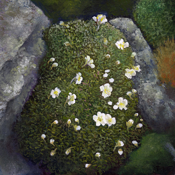 I love the little alpine plants that grow above treeline in the White Mountains of New Hampshire. Here's a little "cushion" of Diapensia lapponica, which grows slowly but sturdily in the cracks and corners of the rocks. Square 5"x5" greeting cards on archival felted cardstock. Envelopes included.